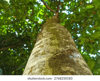 Low angle view of tall tree trunk and green leaves

Looking up view of tall tree trunk with green leaves creating a natural perspective.