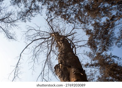 Low Angle View of Tall Tree Trunk and Branches Against Sky