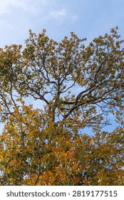 Low angle view of a tall tree branch structure displaying colorful autumn-like leaves against a clear blue sky.