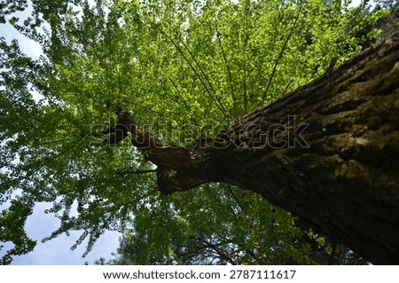 Low Angle View of Tall Tree Trunk and Green Canopy