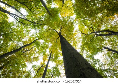 Low angle view of tall trees against the sky