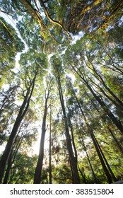 Low angle view of tall trees in forest.