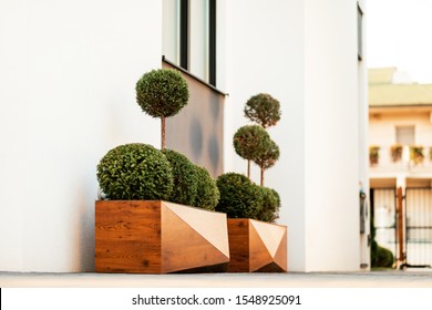 Low Angle View Of Topiary Greenery In A Wooden Pot. 