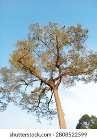 Low angle view of a towering kapok tree with sprawling branches and lush foliage against a bright blue sky, highlighting its impressive height and natural beauty in an outdoor landscape