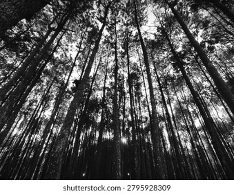 Low angle view of towering pine trees reaching towards the sky in a peaceful monochrome forest, evoking a sense of quiet solitude during a serene hike.