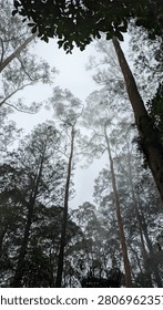 A low angle view of towering trees reaching into a foggy, misty white sky. This moody, vertical forest photograph captures a serene, atmospheric nature background.