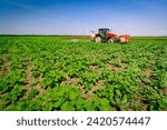 Low angle view, tractor is spraying big endless farmland of young sunflower by dragging mounted wide agricultural sprayer on a sowed field, wind breeze.