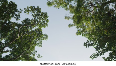 Low Angle Of View The Tree