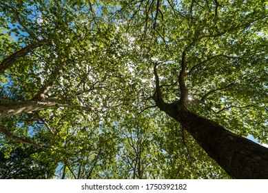 Low Angle View Of A Tree In A Brussles Park During A Sunny Day In Spring