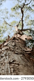 Low angle view of a tree trunk featuring detailed peeling bark texture and shallow depth of field. Natural sunlight illuminates the trunk while soft green foliage creates a blurred bokeh background, highlighting the beauty of nature and organic patterns.