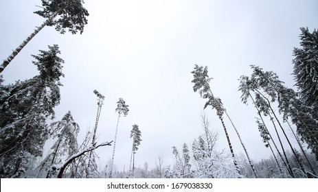A low angle view of trees covered in the snow in a forest at daytime in winter