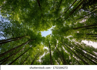 Low Angle View Of Trees In The Forest