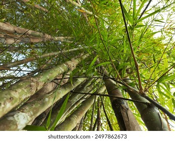 Low angle view of trees growing in bamboo grove