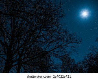 Low angle view of trees and moon at night