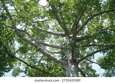 Low Angle View of Tropical Tree Branches with Green Leaves