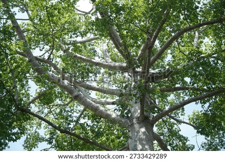 Low Angle View of Tropical Tree Branches with Green Leaves