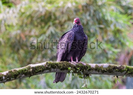 Low angle view of tropical turkey vulture seen perched on tree branch with soft focus woody area in the background, La Fortuna, Costa Rica