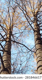 Low angle view of two tall trees with bare branches and a few golden yellow leaves against a clear blue sky. Sunny late autumn scene with warm sunlight on tree trunks and delicate branches