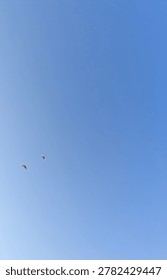 A low angle view of two white birds soaring high in a vast and clear bright blue sky, capturing a sense of freedom, nature, and peaceful atmosphere.