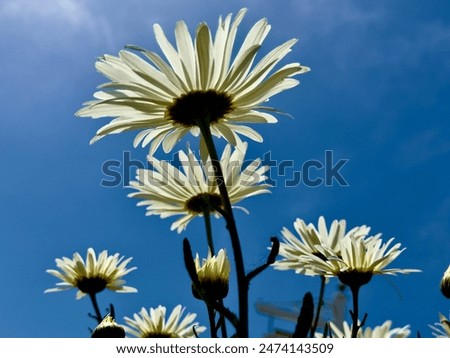 Low angle view of underside White daisies flowers against blue sky with petals illuminated by sunlight