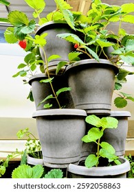 low angle view of various plants growing in the vertical flower pot. sustainable climate visual. green technology,space saving concept.