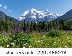 Low angle view of various wildflowers like purple lupine (Lupinus polyphyllus) in meadow with in background snowcapped Mount Robson against a clear blue sky in Mt Robson Provincial park, BC, Canada