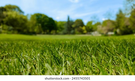 Low angle view of vibrant green grass in a sunny park, ideal for concepts related to spring, Earth Day, or outdoor leisure activities