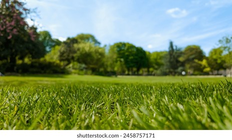 Low angle view of vibrant green grass in a sunny park, ideal for themes of spring, Earth Day, or outdoor leisure activities - Powered by Shutterstock