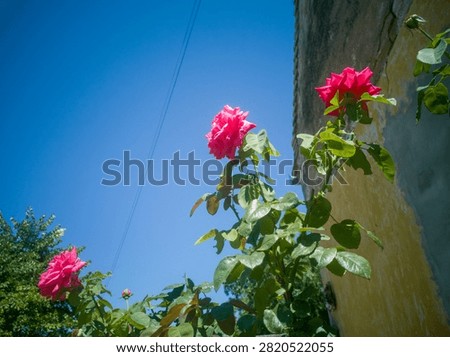 Low angle view of a vibrant pink rose bush blooming in front of an old house wall under a clear blue sky.