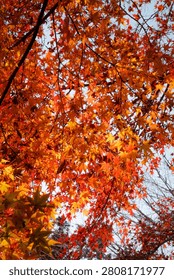 Low angle view of vibrant red and bright orange autumn maple leaves hanging from branches against sky.
