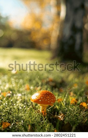 Low angle view of a vibrant red mushroom glowing in early morning sunlight in a woodland, Mount Macedon, Victoria, Australia.