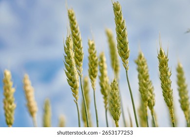 Low angle view of wheat ears growing under bright summer sky. Concept of natural agriculture and rural farming