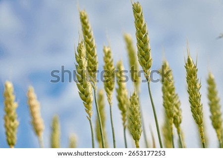 Low angle view of wheat ears growing under bright summer sky. Concept of natural agriculture and rural farming