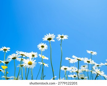 Low angle view of white daisy flowers blooming on the field. Blue sky background with bright sun. Summer meadow landscape, floral nature background and sunny day concept.