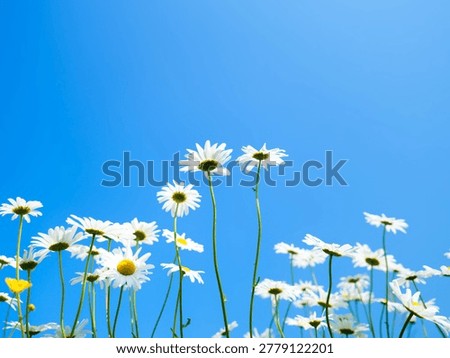 Low angle view of white daisy flowers blooming on the field. Blue sky background with bright sun. Summer meadow landscape, floral nature background and sunny day concept.