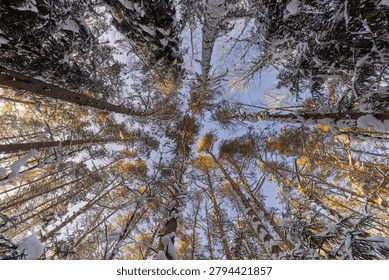 Low angle view of winter forest looking up to snow covered tree tops and blue sky. Scenic winter forest background banner representing growth, nature and serenity.