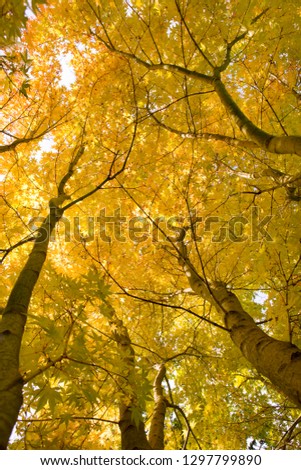 Similar – Image, Stock Photo leaf canopy Environment