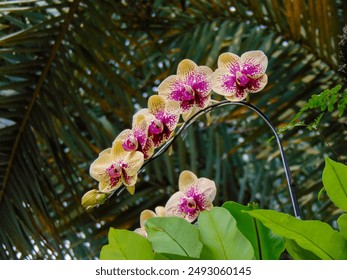 A low angle view of the yellow moth orchid flowers (Phalaenopsis) with the spotted purple in the center of petals.