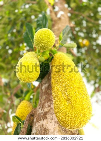 Low angle view of young cempedak or Artocarpus integer fruits hanging on the tree trunk.