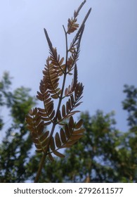 Low angle view of young reddish-brown compound leaves on a branch against clear blue sky. Botanical photography showing pinnate leaf structure, delicate texture, and natural backlight with blurred green trees in background.