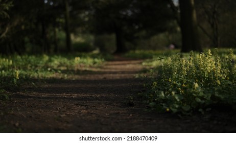 Low Angle Walk Shot On Park Path In Spring Evening, Wide Photo