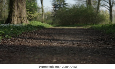 Low Angle Walk Shot On Park Path In Spring Evening, Wide Photo