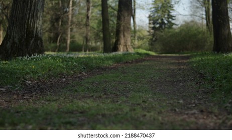 Low Angle Walk Shot On Park Path In Spring Evening, Wide Photo