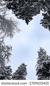 Low angle, worm's eye view looking up at snow-covered deciduous and coniferous tree branches forming a natural frame around an overcast winter sky.