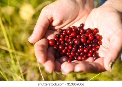 Low Bush Cranberries Or Lingonberries, Held In Hands.