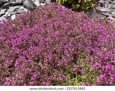 Low carpeting Thyme (Thymus 'Coccineus Major') (Red Creeping Thyme) very popular with Bumblebees in summer
