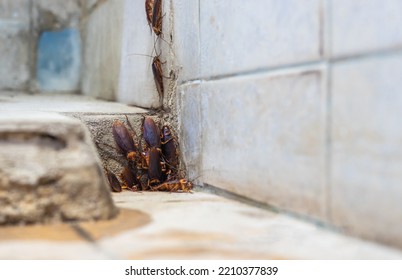 A low, close-up view, a colony of cockroaches lives above a pipe hole near a concrete tiled wall in an old bathroom that has been stained in a rural Thai house.