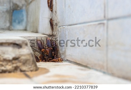 A low, close-up view, a colony of cockroaches lives above a pipe hole near a concrete tiled wall in an old bathroom that has been stained in a rural Thai house.