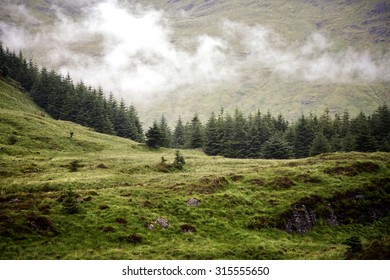 Low Cloud Over A Pine Forest In The Scottish Highlands, Scotland, UK 