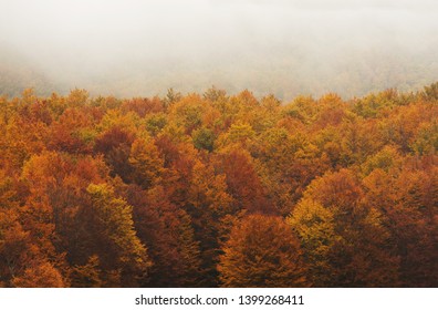 Low clouds cross over the tops of trees in autumn